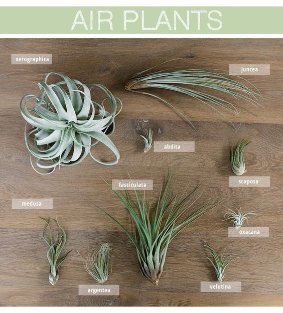 airplantjes 2