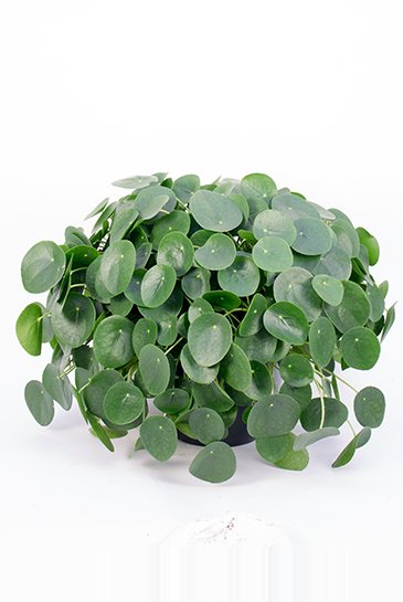 pilea 