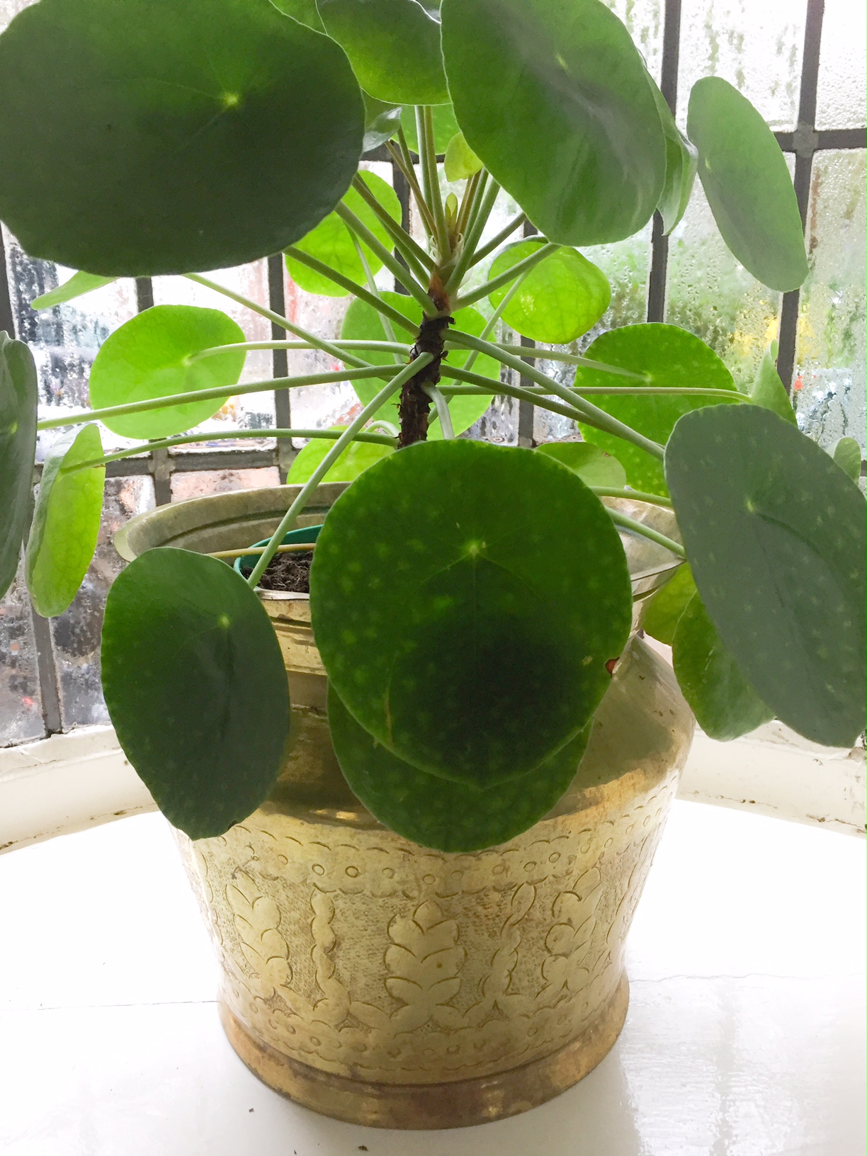 pilea 6