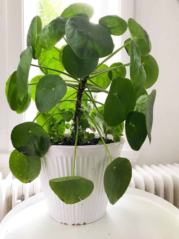 pilea